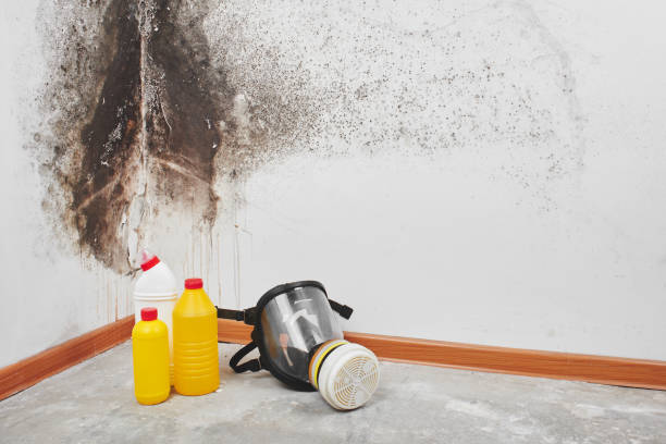 Best Toxic Mold Removal  in Hudson, MI