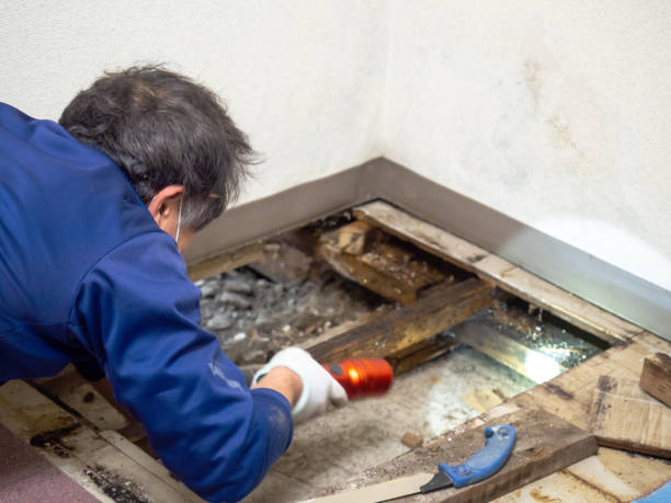 Best Mold Damage Repair  in Hudson, MI