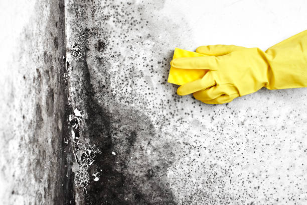 Best Mold Inspection  in Hudson, MI