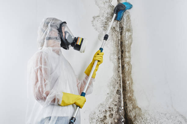 Best Emergency Mold Removal  in Hudson, MI