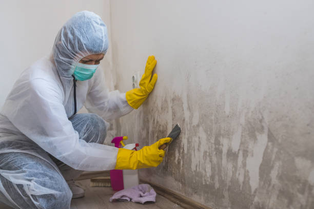 Best Residential Mold Removal  in Hudson, MI