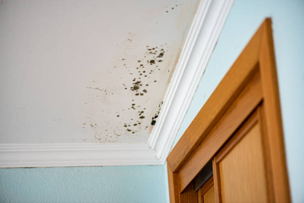 Best Black Mold Removal  in Hudson, MI
