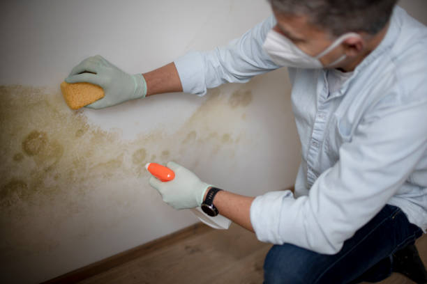 Crawl Space Mold Removal in Hudson, MI