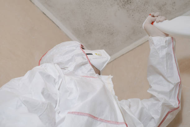 Best Local Mold Removal Service  in Hudson, MI