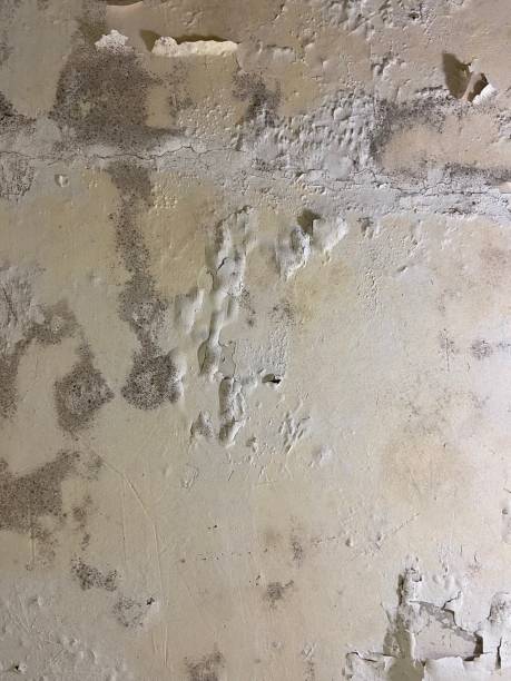Best Crawl Space Mold Removal  in Hudson, MI