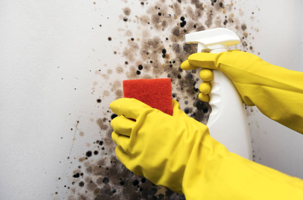 Professional Mold Removal in Hudson, MI
