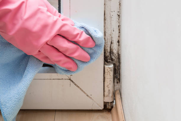  Hudson, MI Mold Removal Pros