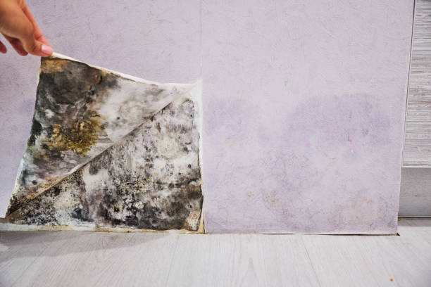 Best Best Mold Removal Companies  in Hudson, MI